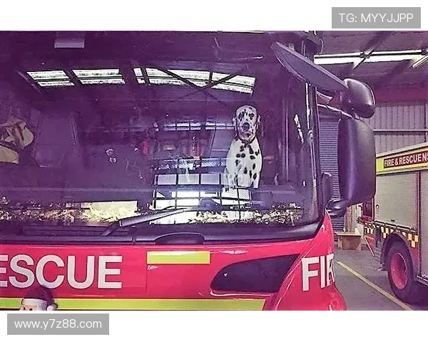 我家也有消防犬：忠诚与勇气的传承