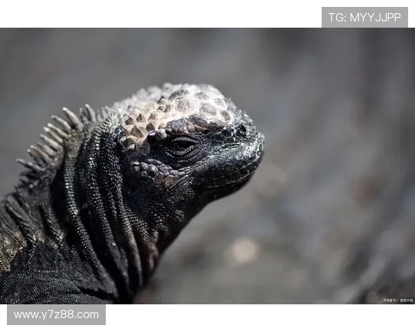 暗夜魅影：揭秘黑蜥蜴的神秘世界
